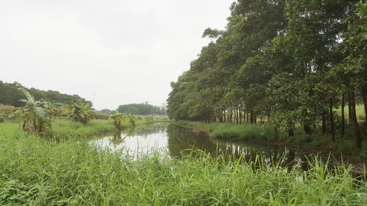 Wetland areas of Nghe An Sugar Company in Nghe An Province  