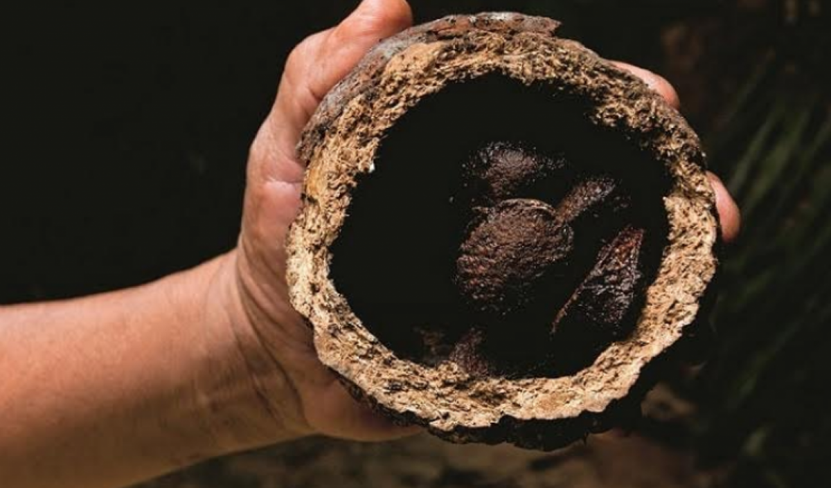 Chestnut harvesting and marketing in Amarakaeri
