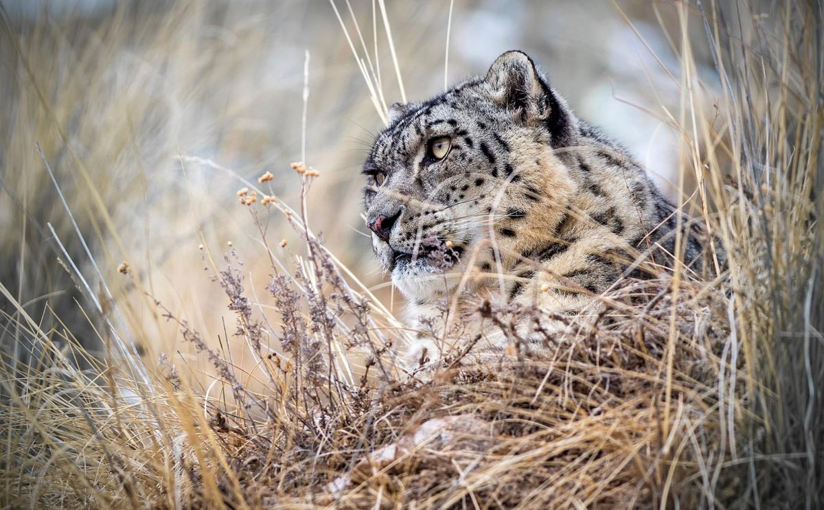 Snow Leopards - Natural World Safaris