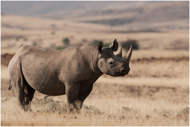 South-western Black Rhino