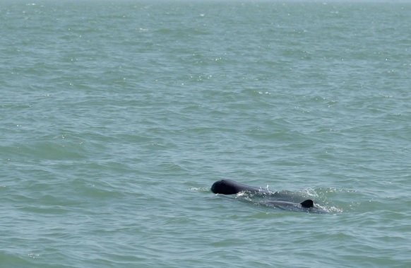 A Irrawaddy dolphin was found in the Gulf of Mottama 