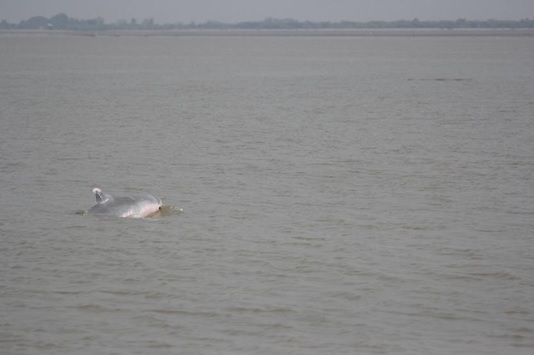 An photo of Indo-Pacific Humpback dolphin was taken in the Gulf of Mottama