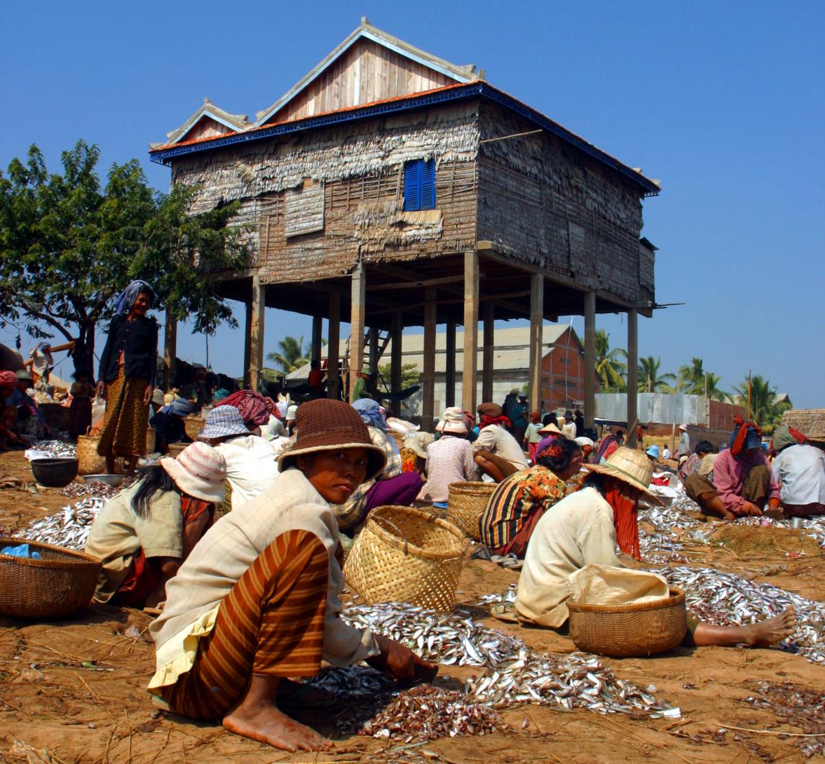 Women processing the fish catch on the banks of the Tonlé Sap river, Cambodia. 