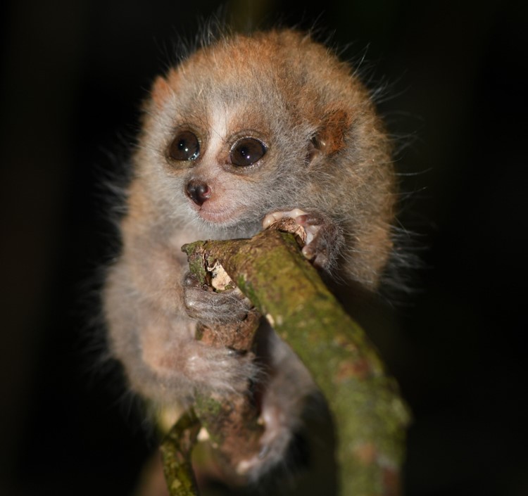 Bengal Slow Loris (Nycticebus bengalensis) in Mount Hon Den, Ea Ba Com, Song Hinh Dist, Phu Yen Province