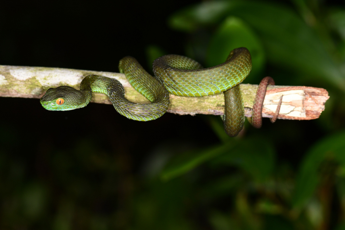 Trimeresurus macrops in Suoi Lanh, Hoa Thinh Com, Tay Hoa Dis, Phu Yen Province