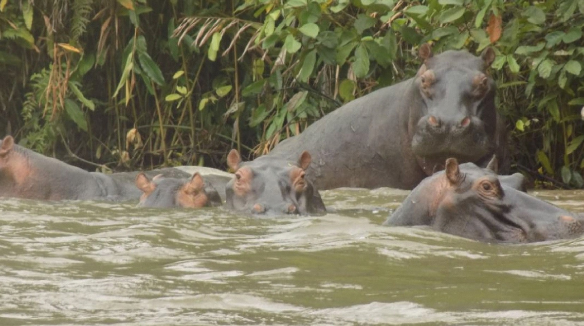 A family of hippos enjoy the Louna River. They are just one of the species that inhabit the Lésio-Louna Reserve.