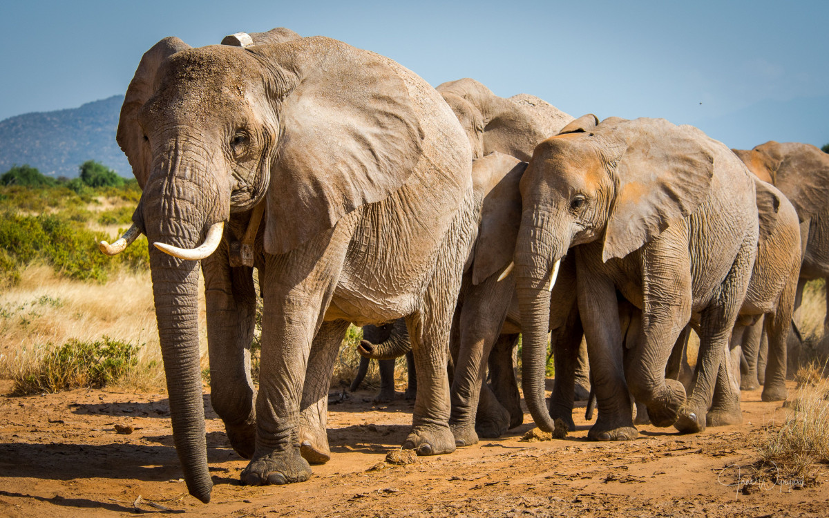 African elephant species now Endangered and Critically Endangered