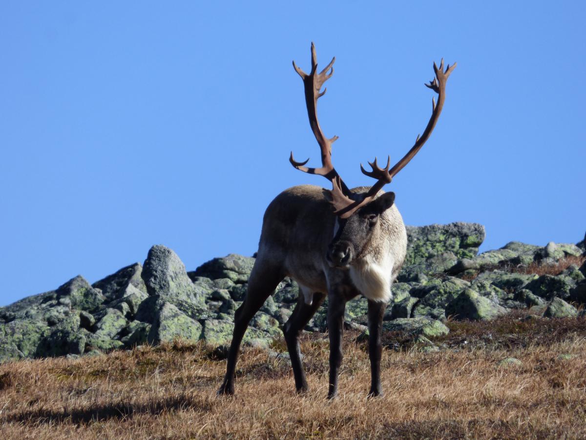 One of the remaining caribou in the Chic-Choc area south of the Saint-Lawrence river