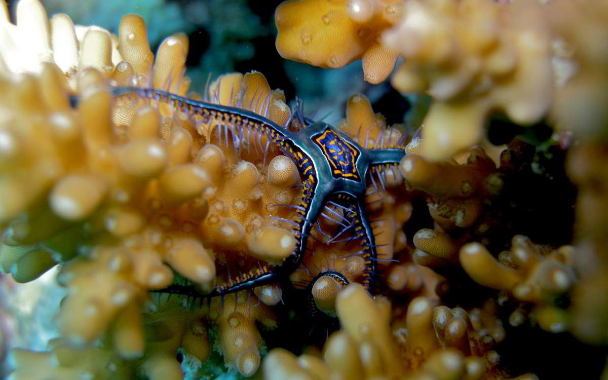 Coral Reefs at the Crossroads