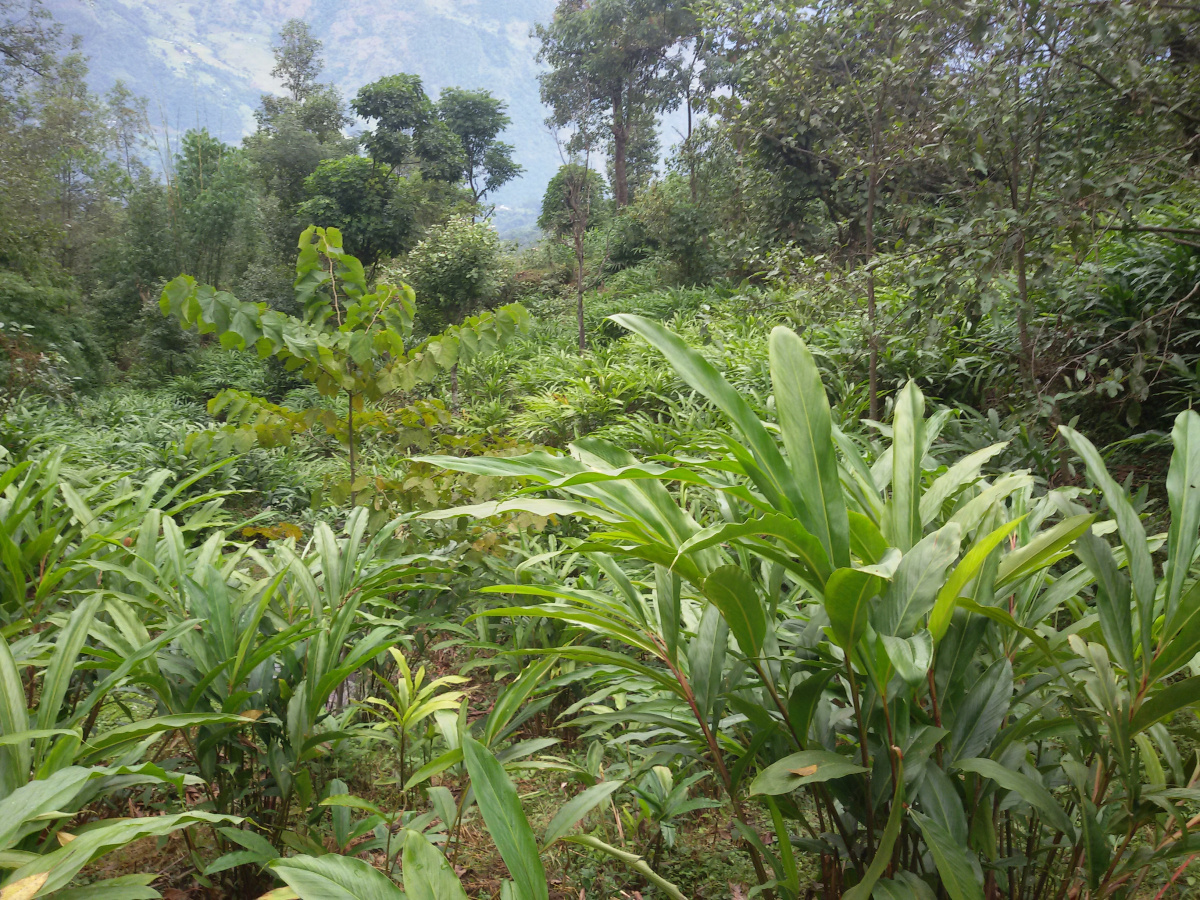Integrated large cardamom farm after the adoption of package climate smart measures by local farmers in Taplejung District Nepal