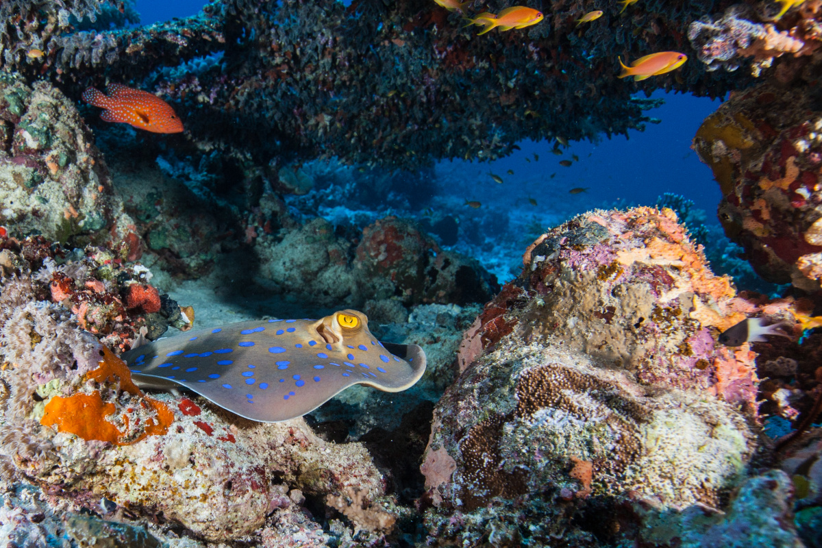 Blue spotted ribbontail ray