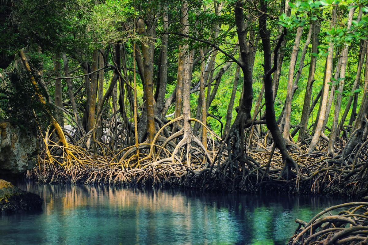 Mangrove ecosystem, Dominican Republic