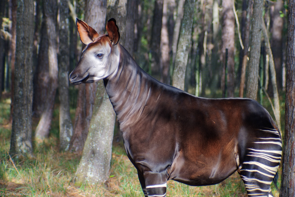 World Okapi Day 2023 - Wildlife Around the World