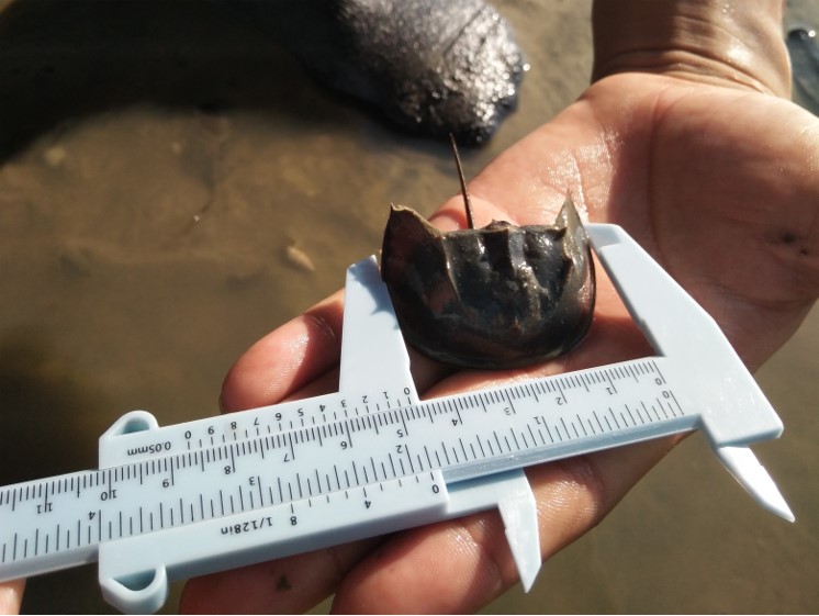 Measurement of juvenile horseshoe crab during field survey