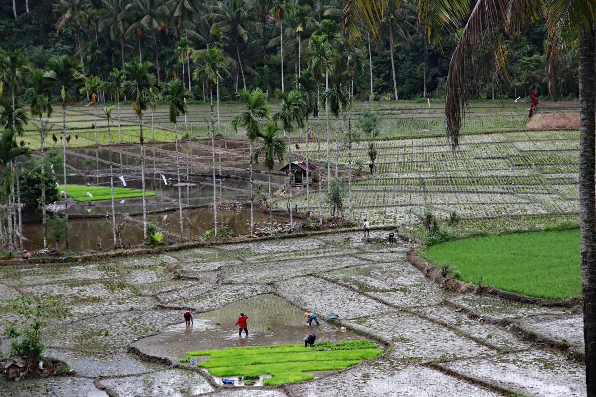 Rice field, Sumatra