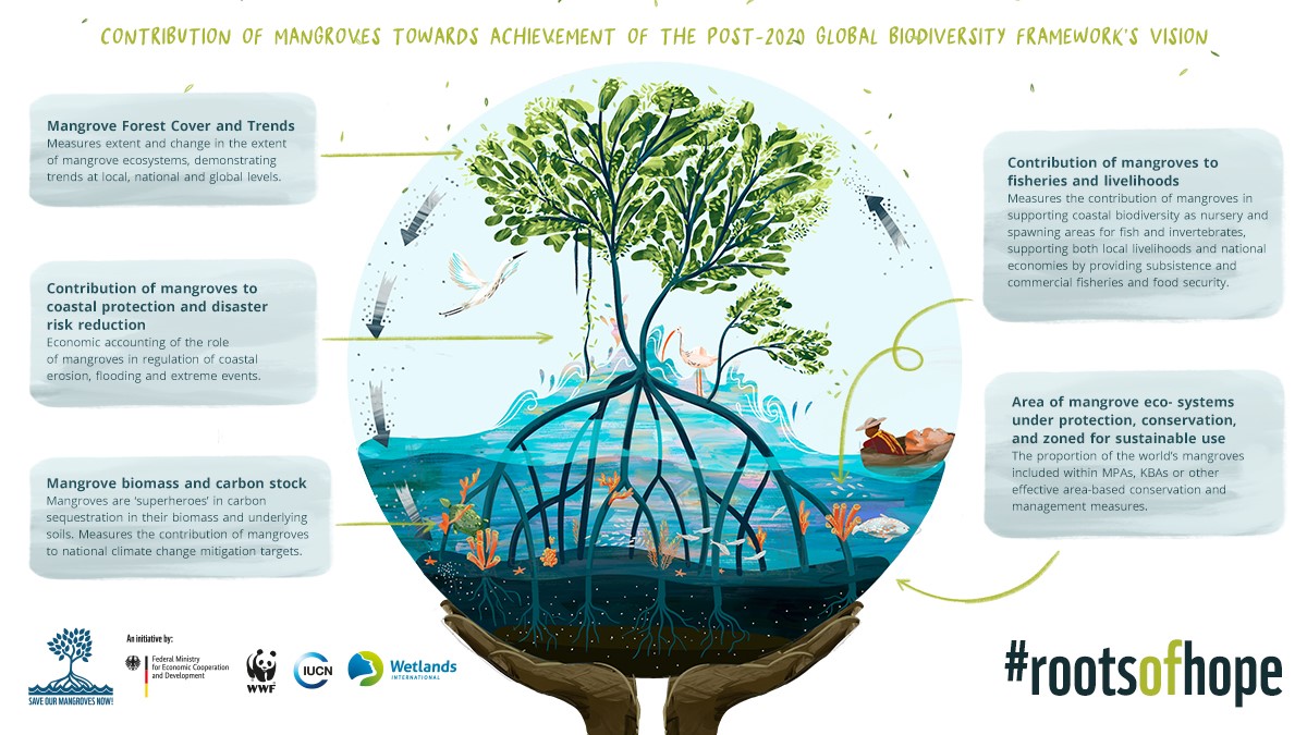 Roots Of Hope How Mangroves Contribute To Living In Harmony With
