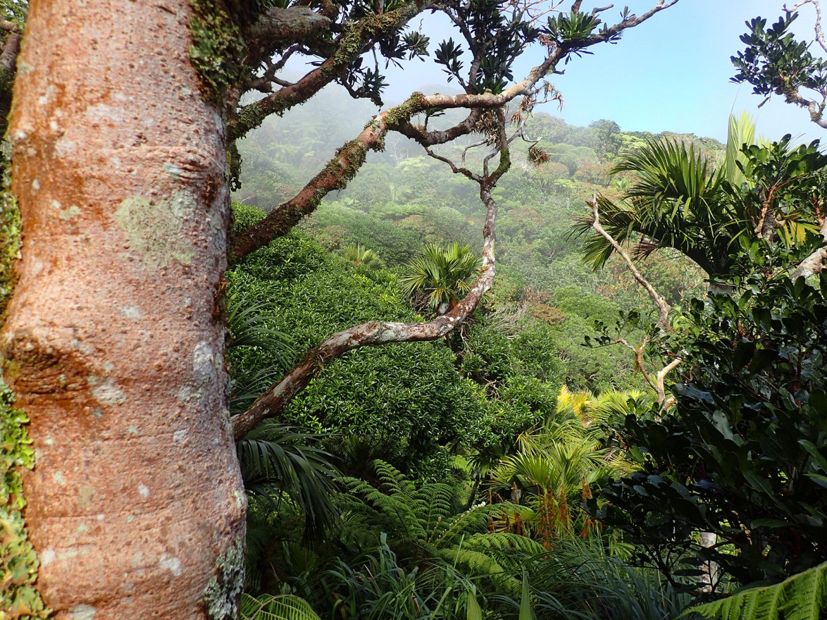 Cloud forest ecosystem, Lord Howe Island, Australia