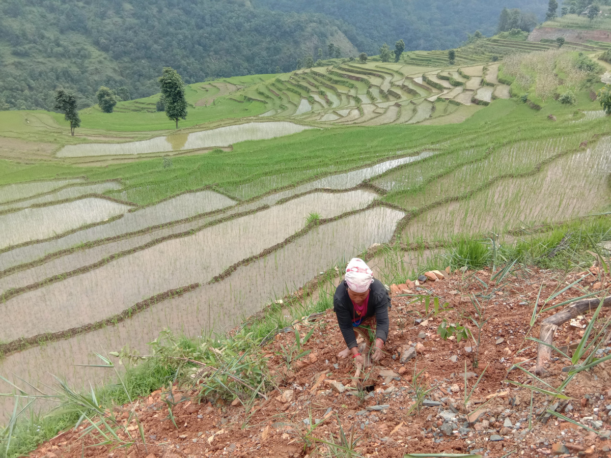 Women-farmer planting broom grass