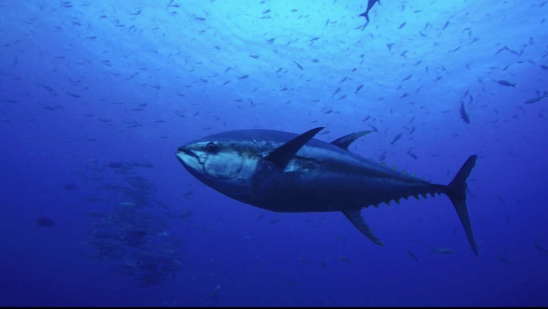 Yellowfin Tuna (Thunnus albacares)