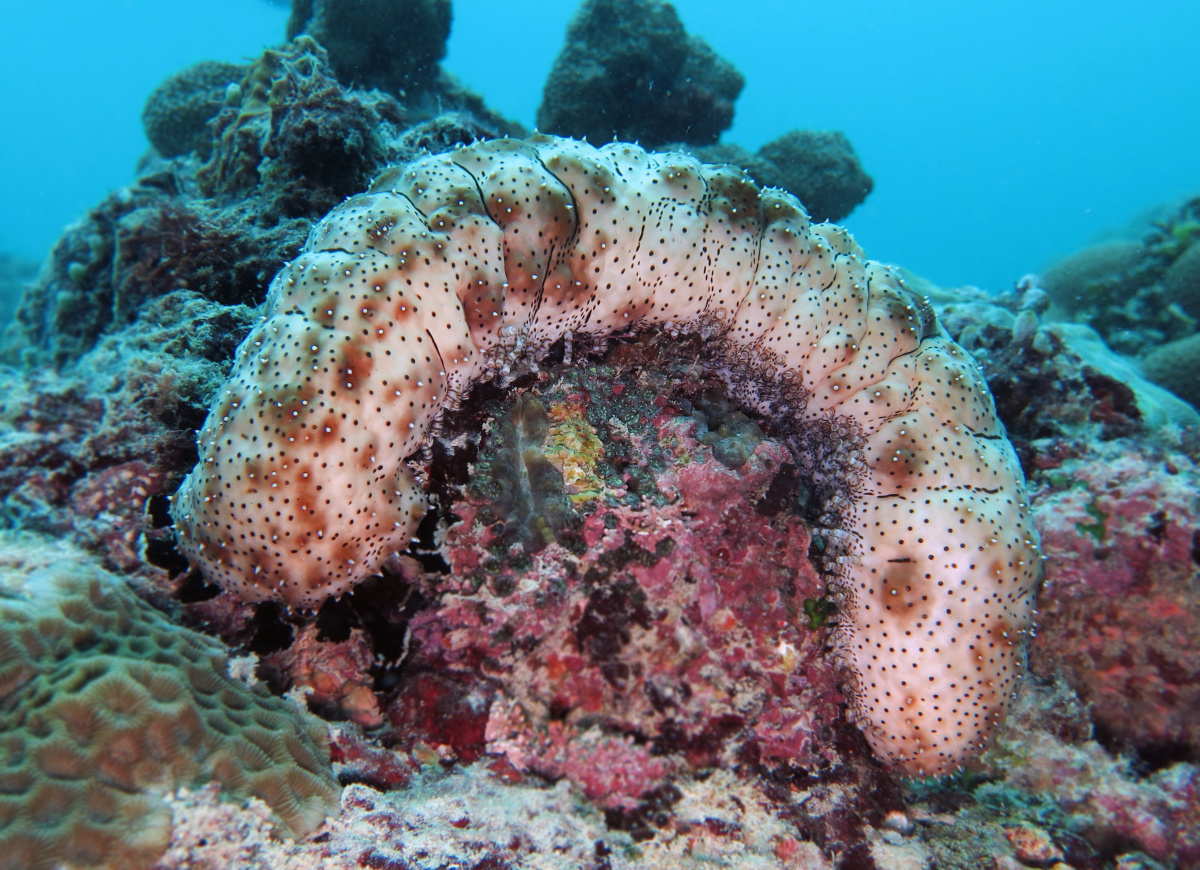 Black-spotted sea cucumber