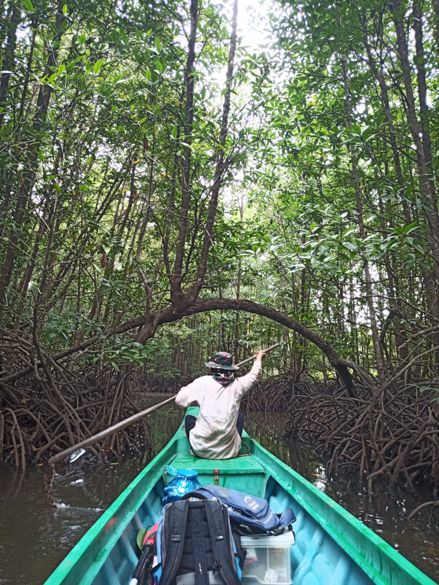 Boat in mangroves
