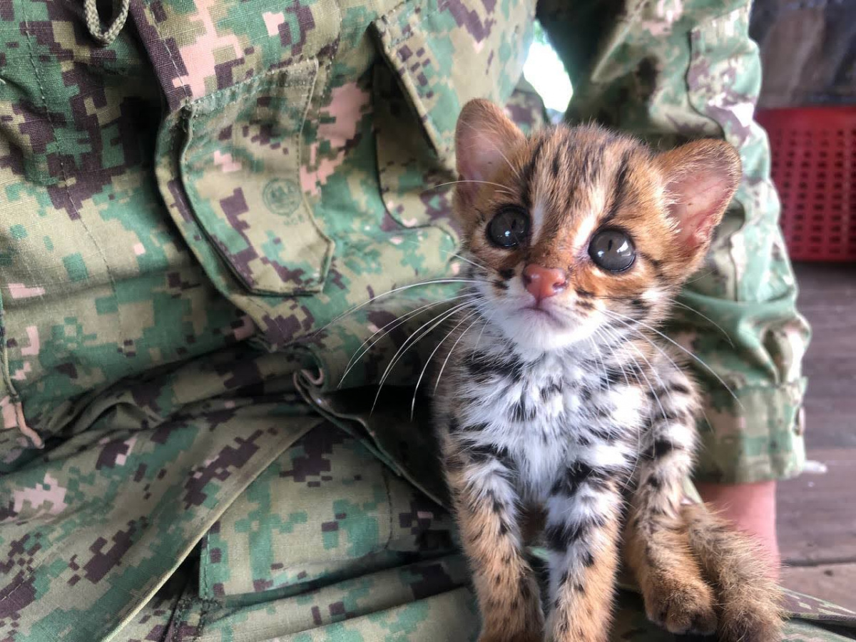Leopard cat kitten