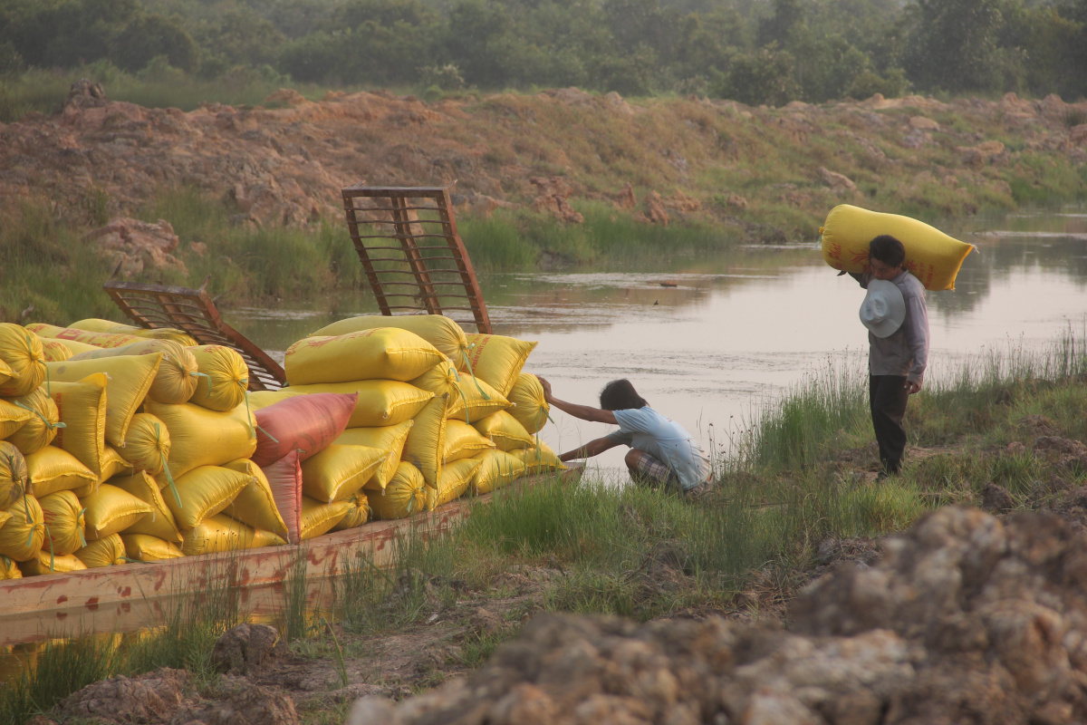 Farmers are collecting rice from the rice fields in Phu My Habitat and Species Conservation Area 