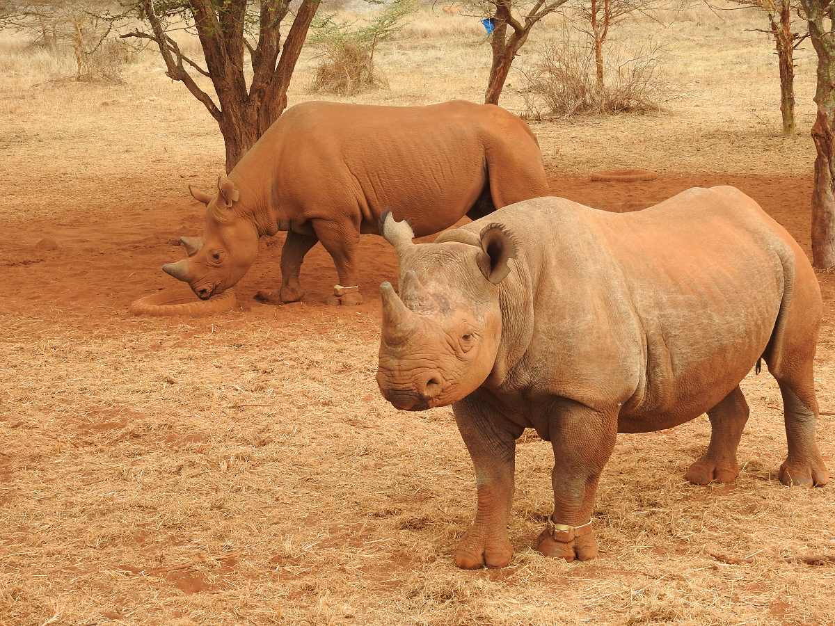 Rhino sanctuary in Tanzania