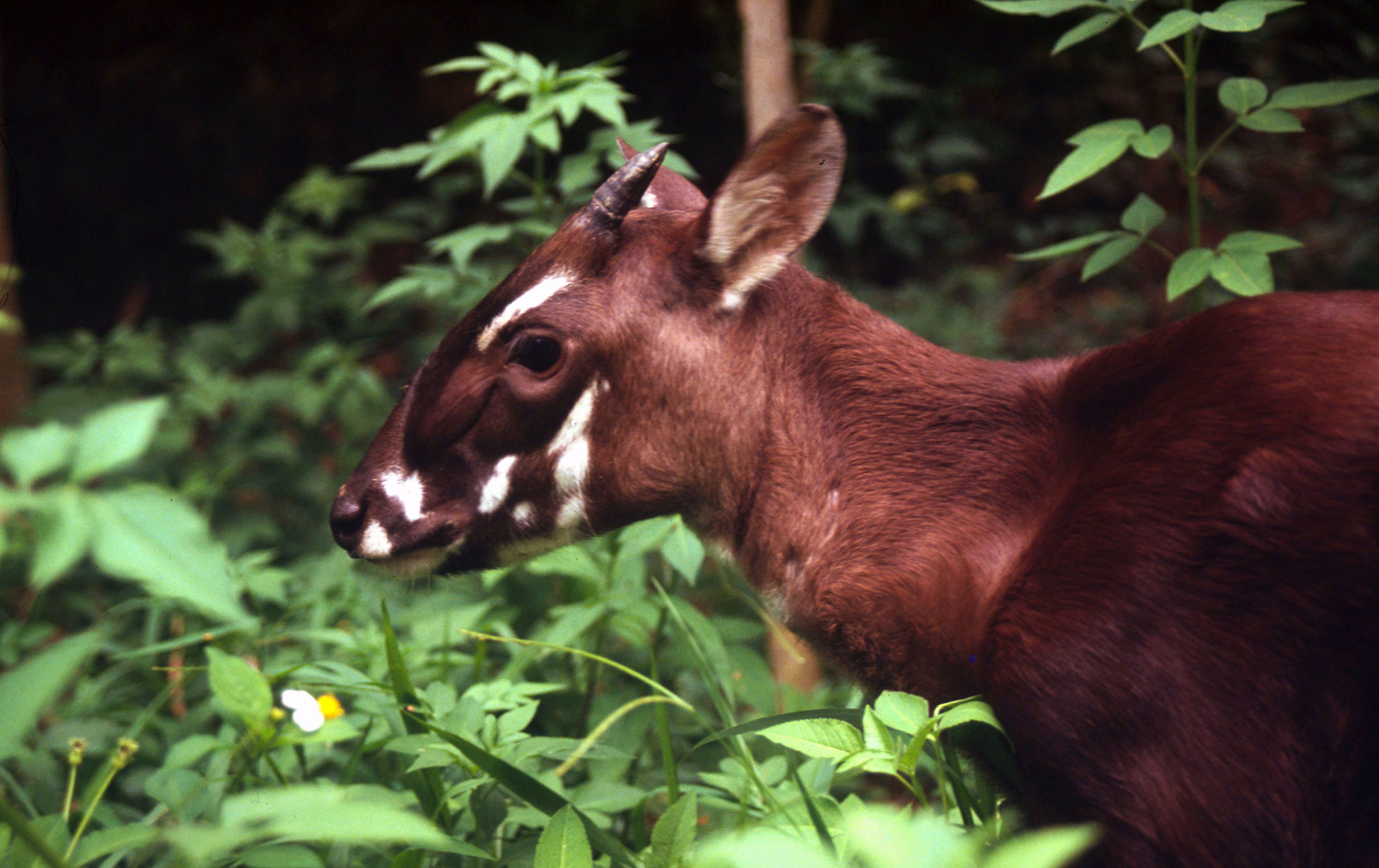 4 to 5 months old Saola female