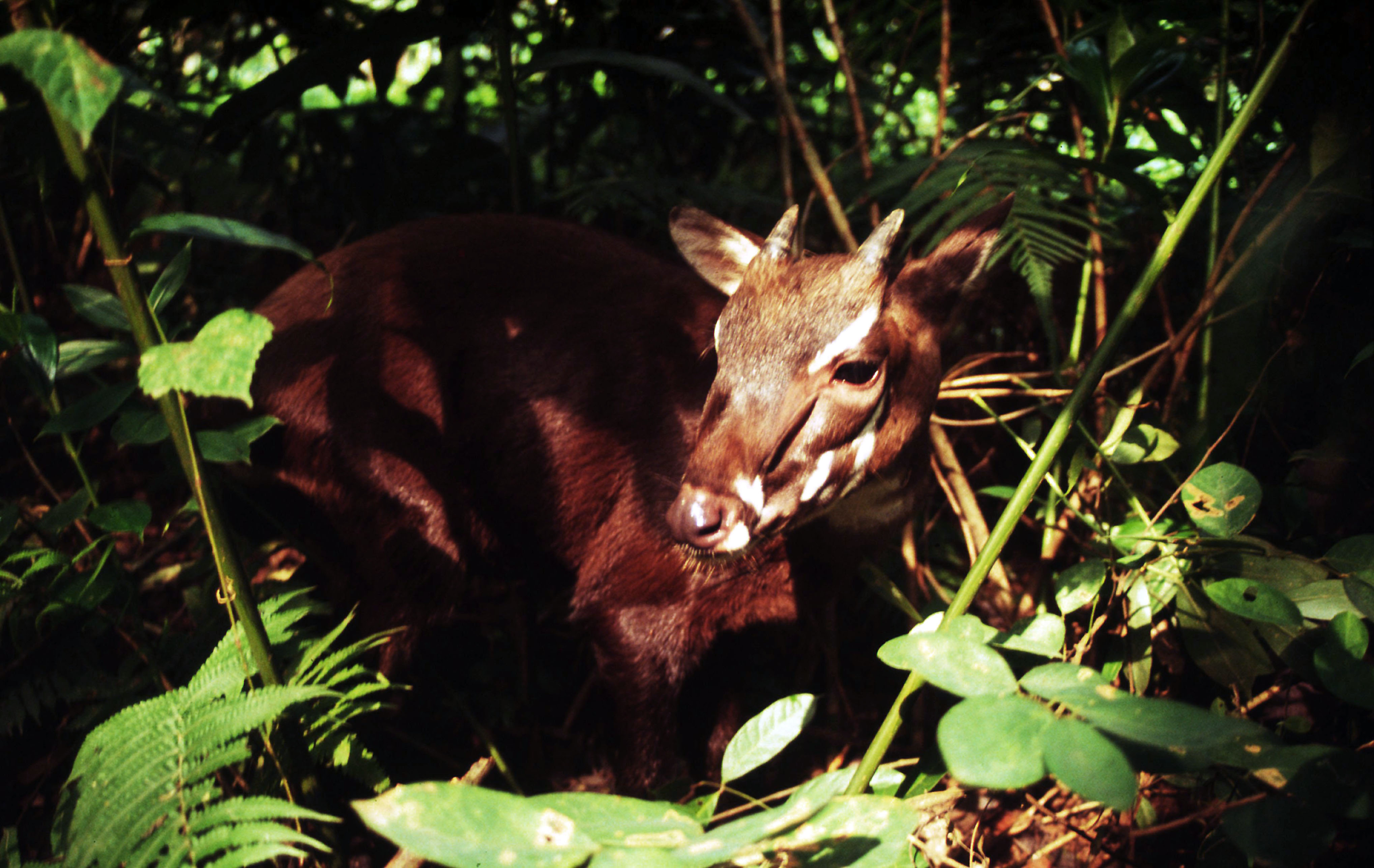 4-5 months old Saola female.