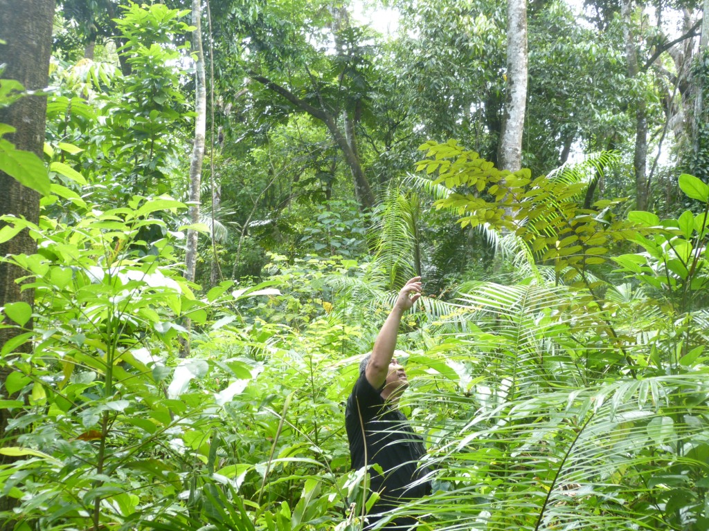 New Javan Rhino habitat after cutting arenga palms one year on