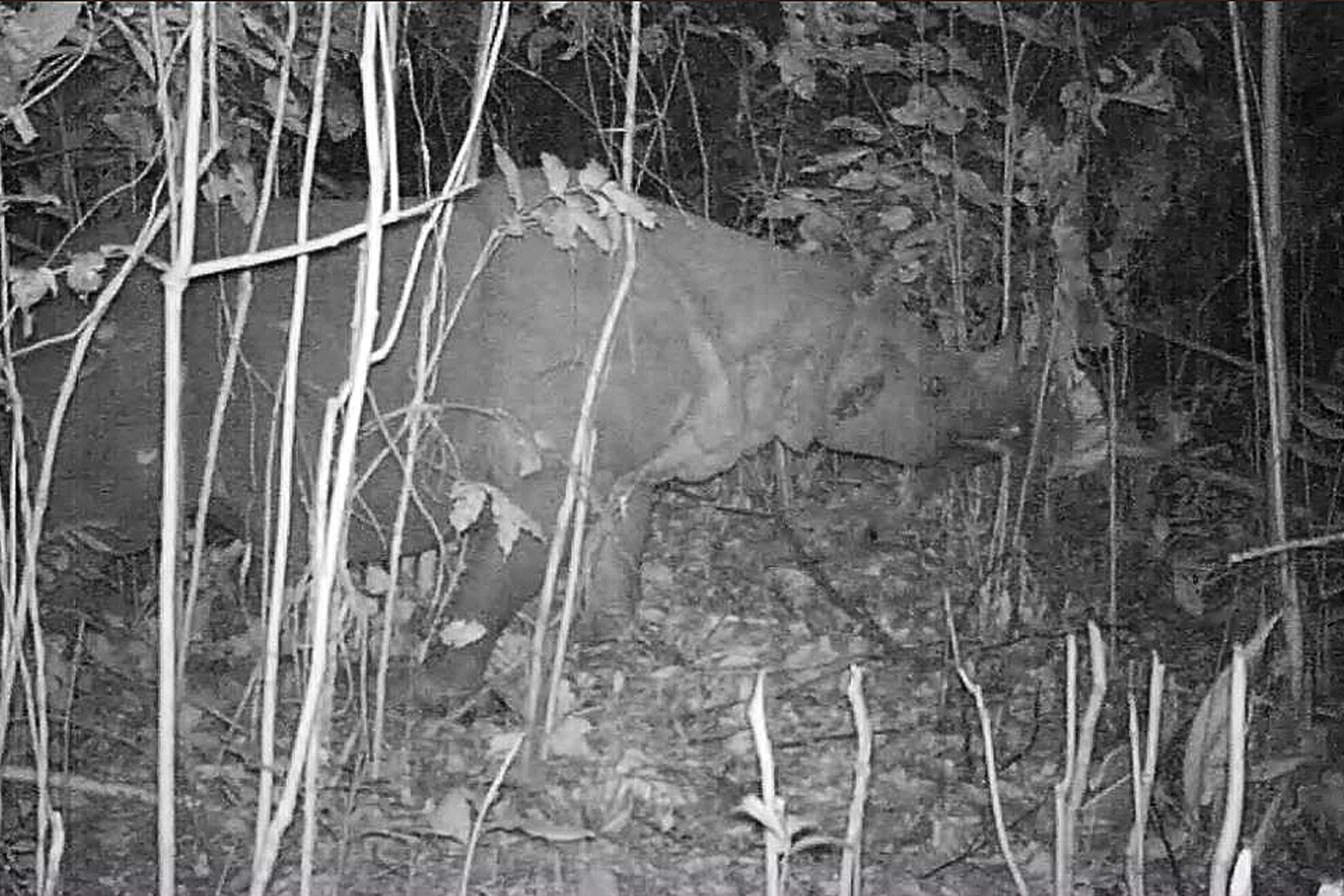 Camera traps allow for more accurate population counting