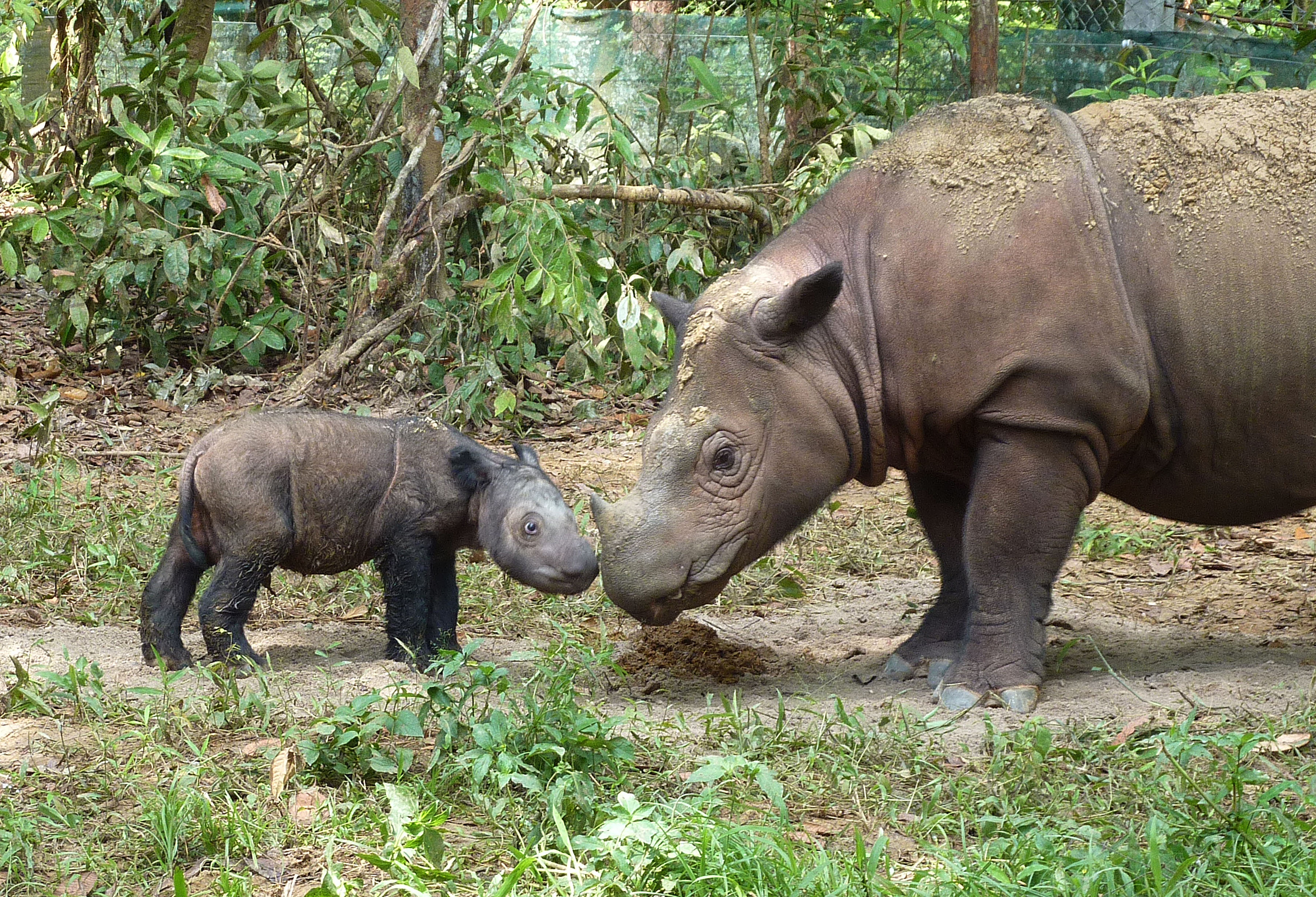 Sumatran Rhino mother and calf