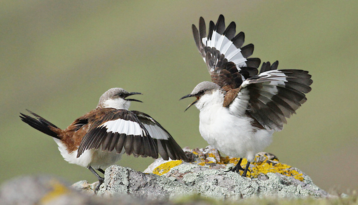 White-bellied Cinclodes pair