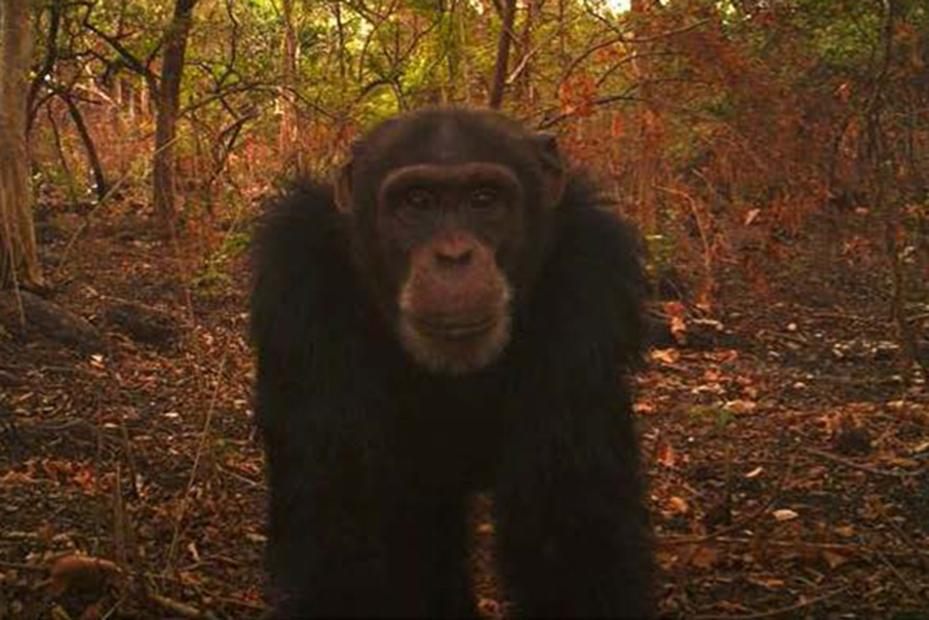 Chimpanzee Camera Trap