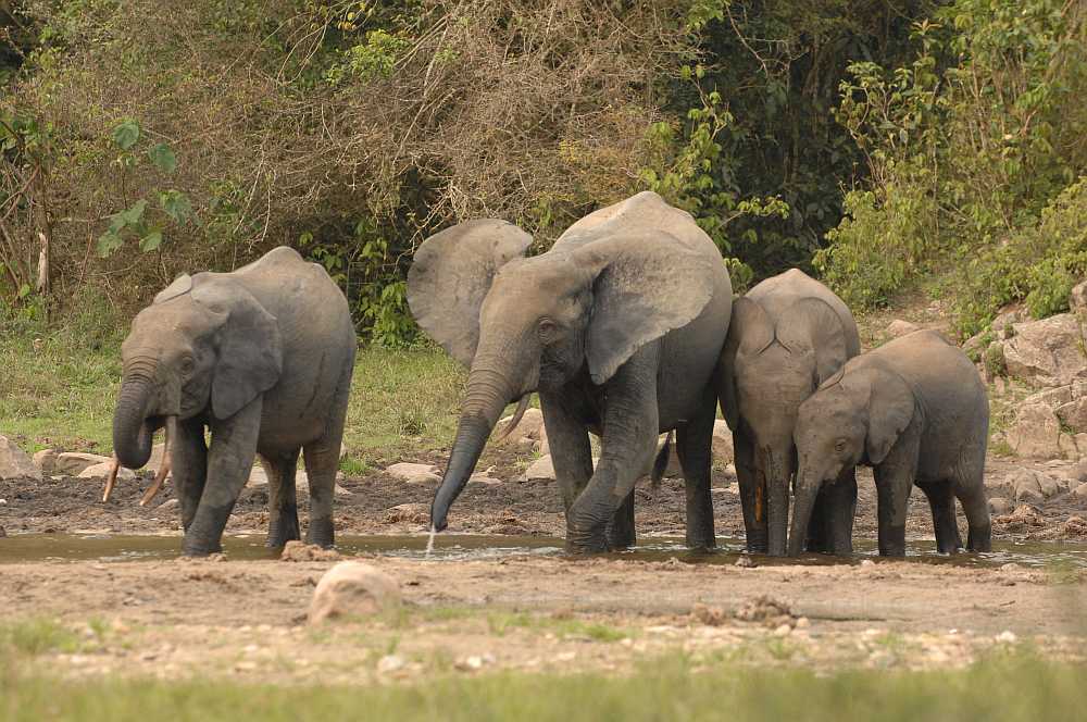 Forest elephants in the OFR