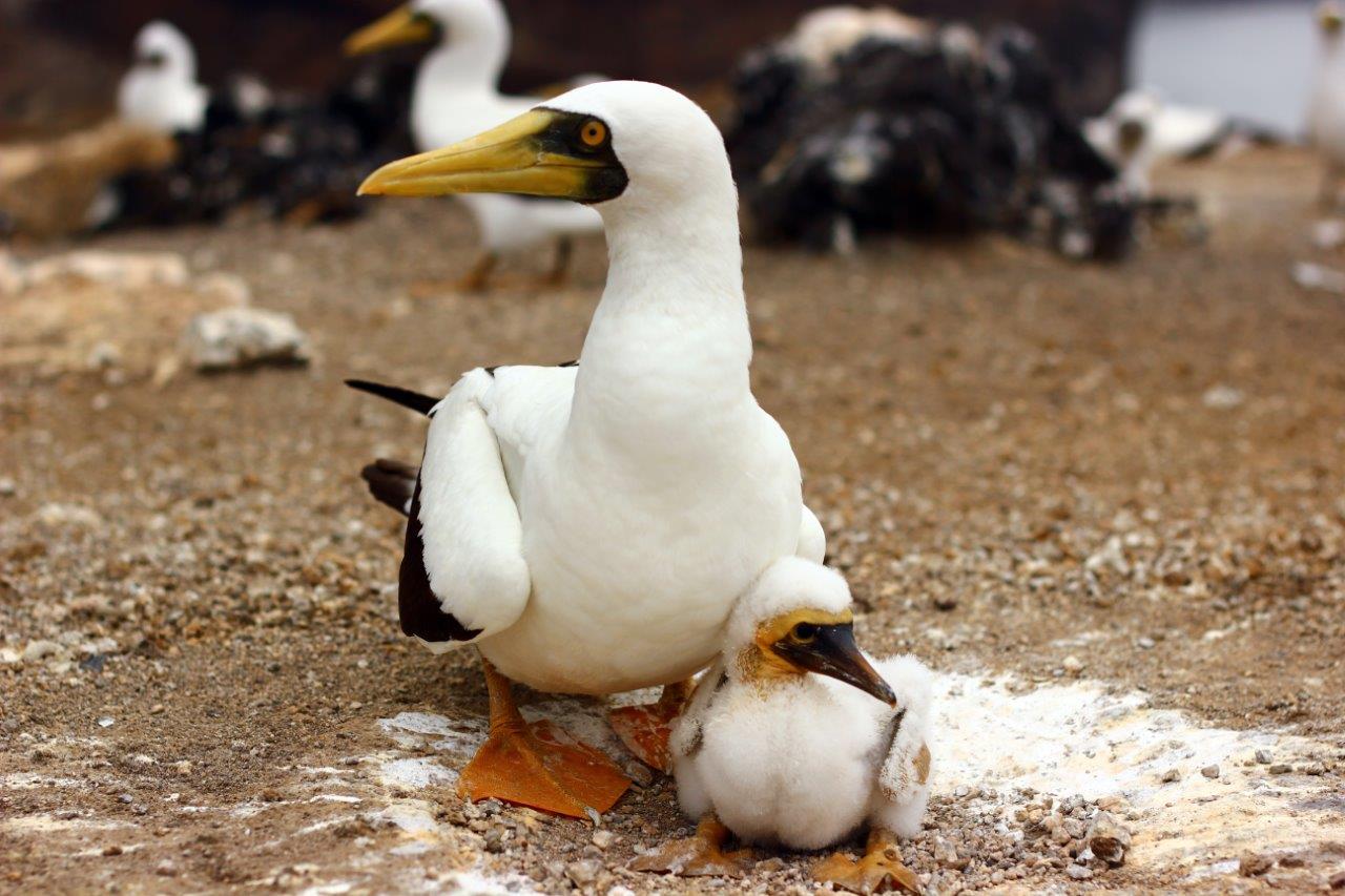 Ascension Island - Masked Booby with Chick