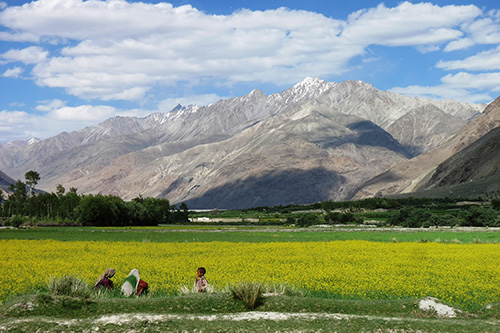 Recently created by the Government of Afghanistan, the Wakhan National Park covers an immense area (25 percent larger than Yellowstone National Park) filled with snow-capped mountains and alpine grasslands.