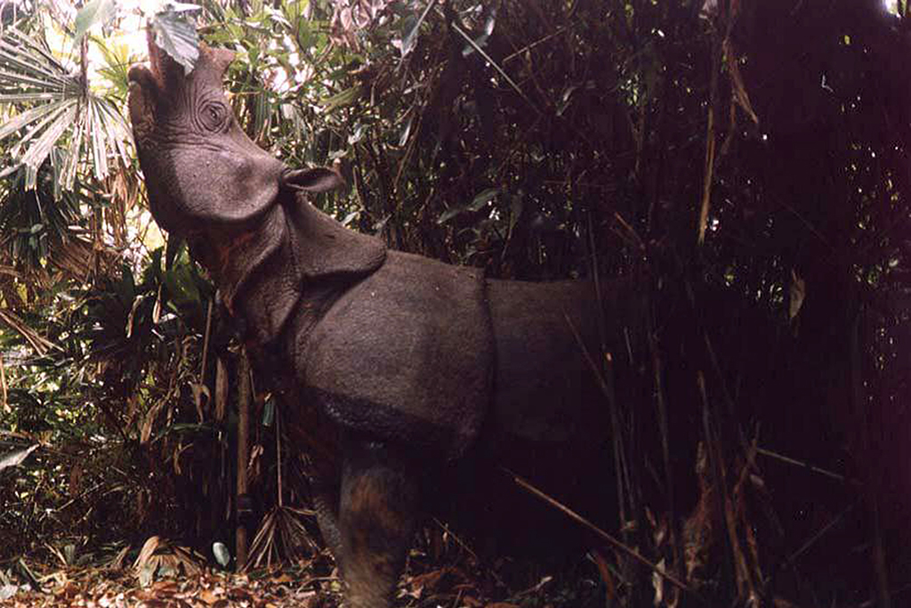Une photo rare d'un rhinocéros de Java