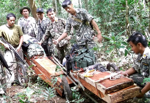 Seized rosewood during patrol in Thap Lan National Park