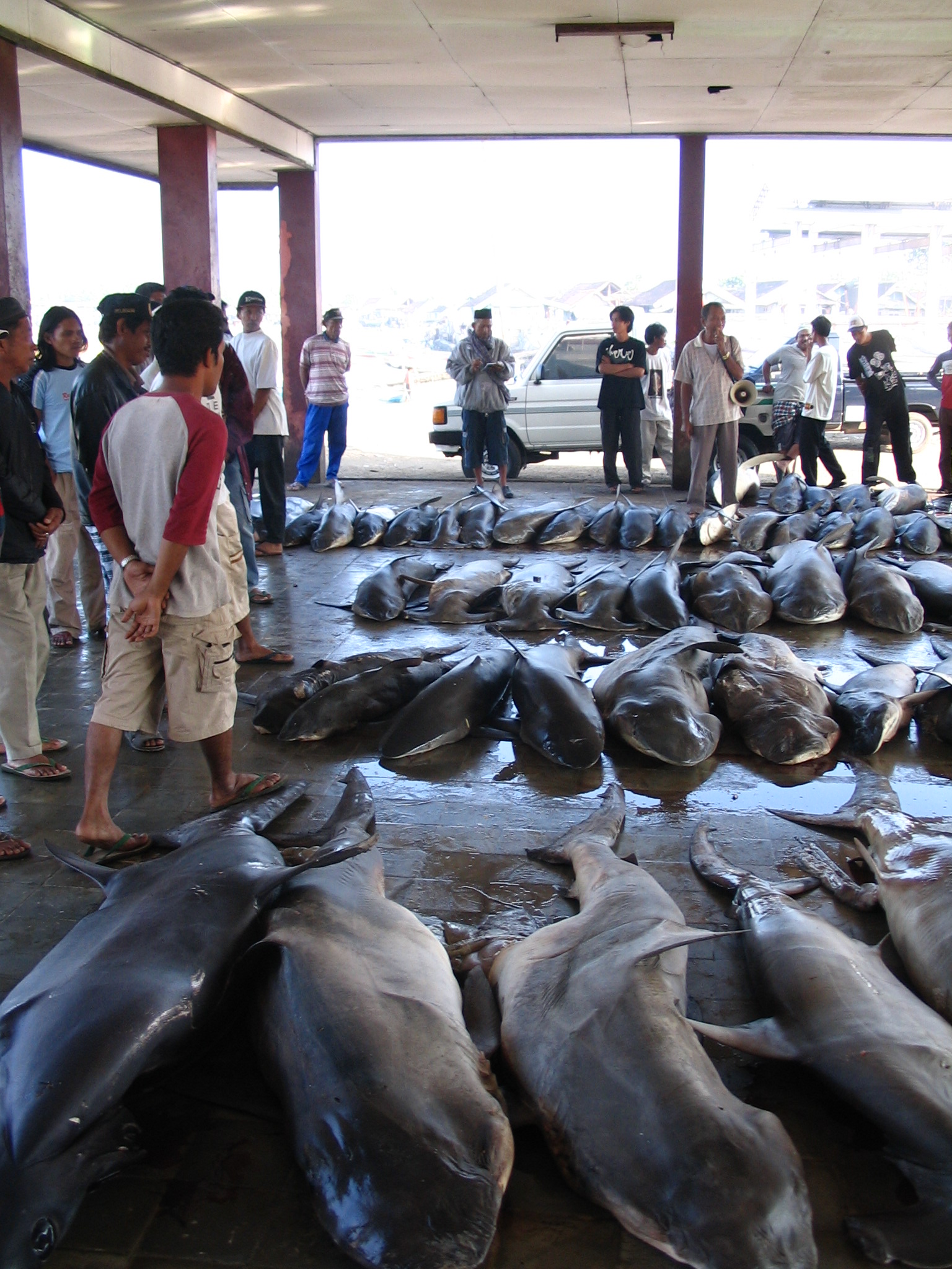 Daily shark landings being auctioned at Tanjung Luar, Lombok