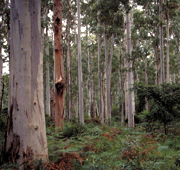 Temperate eucalypt forest in the Blue Mountains, Australia