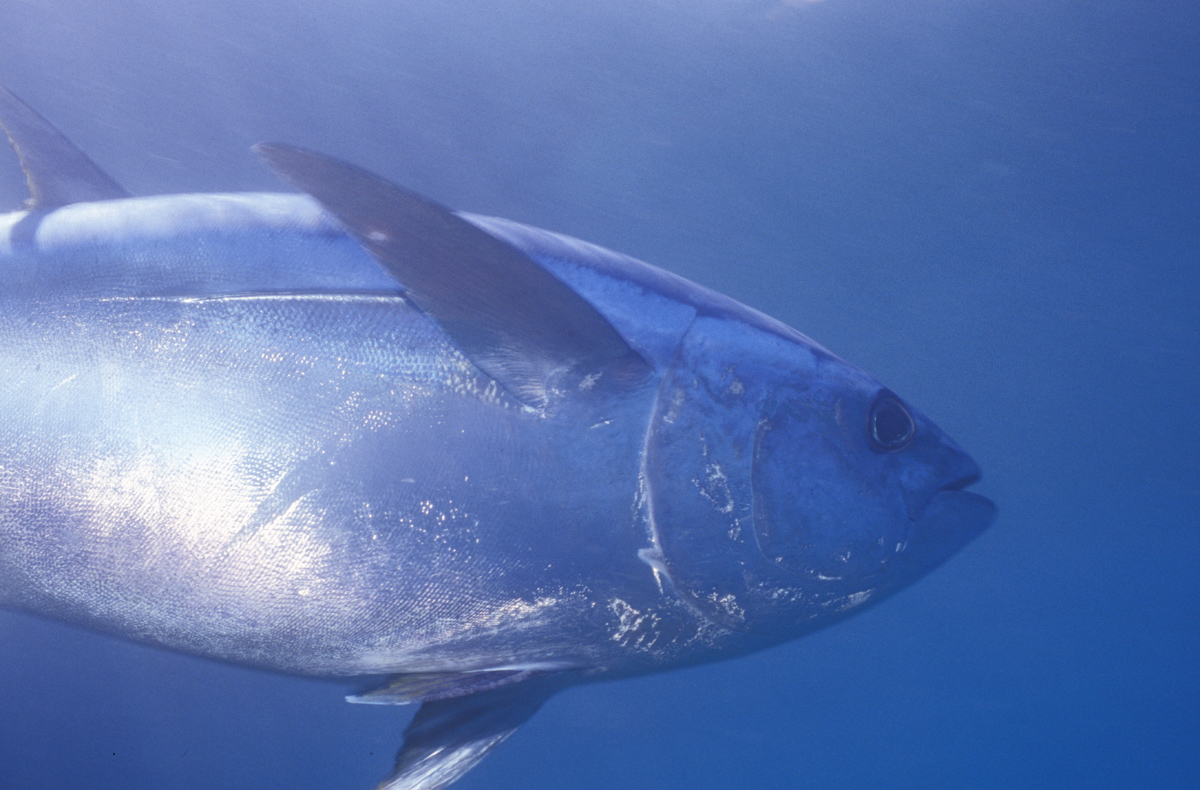 Bigeye tuna migrate within the water column.  They generally go into deeper waters during the daytime but make intermittent brief excursions up into shallower waters to re-warm muscles after time spent in cooler waters.