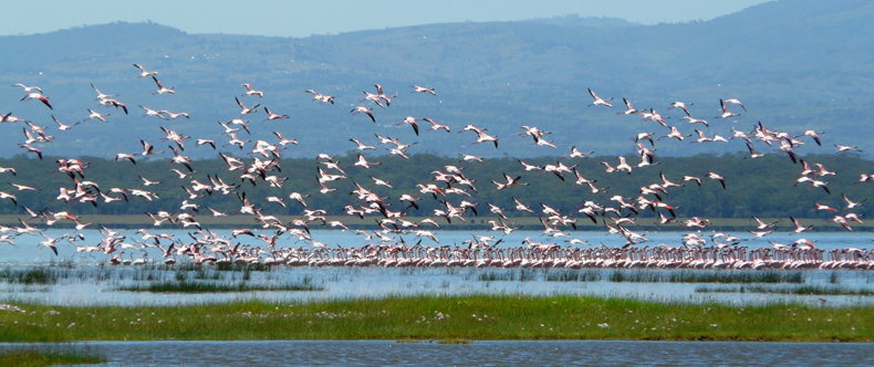 Kenya Lake System in the Great Rift Valley, World Heritage site