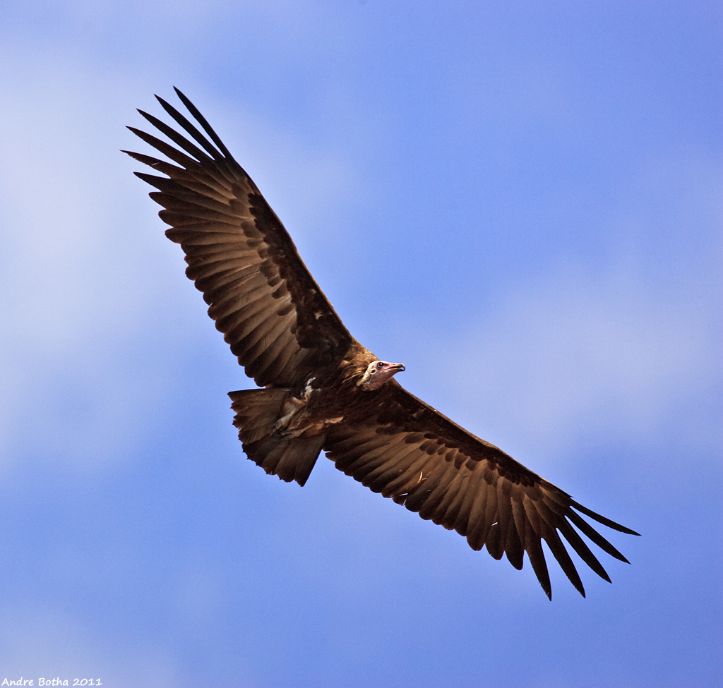 Hooded Vulture
(Necrosyrtes monachus)