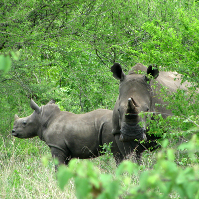 White Rhinoceros (Ceratotherium simum) and her calf