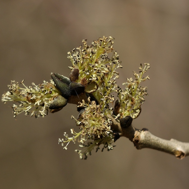 Ash flowers (Fraxinus excelsior)