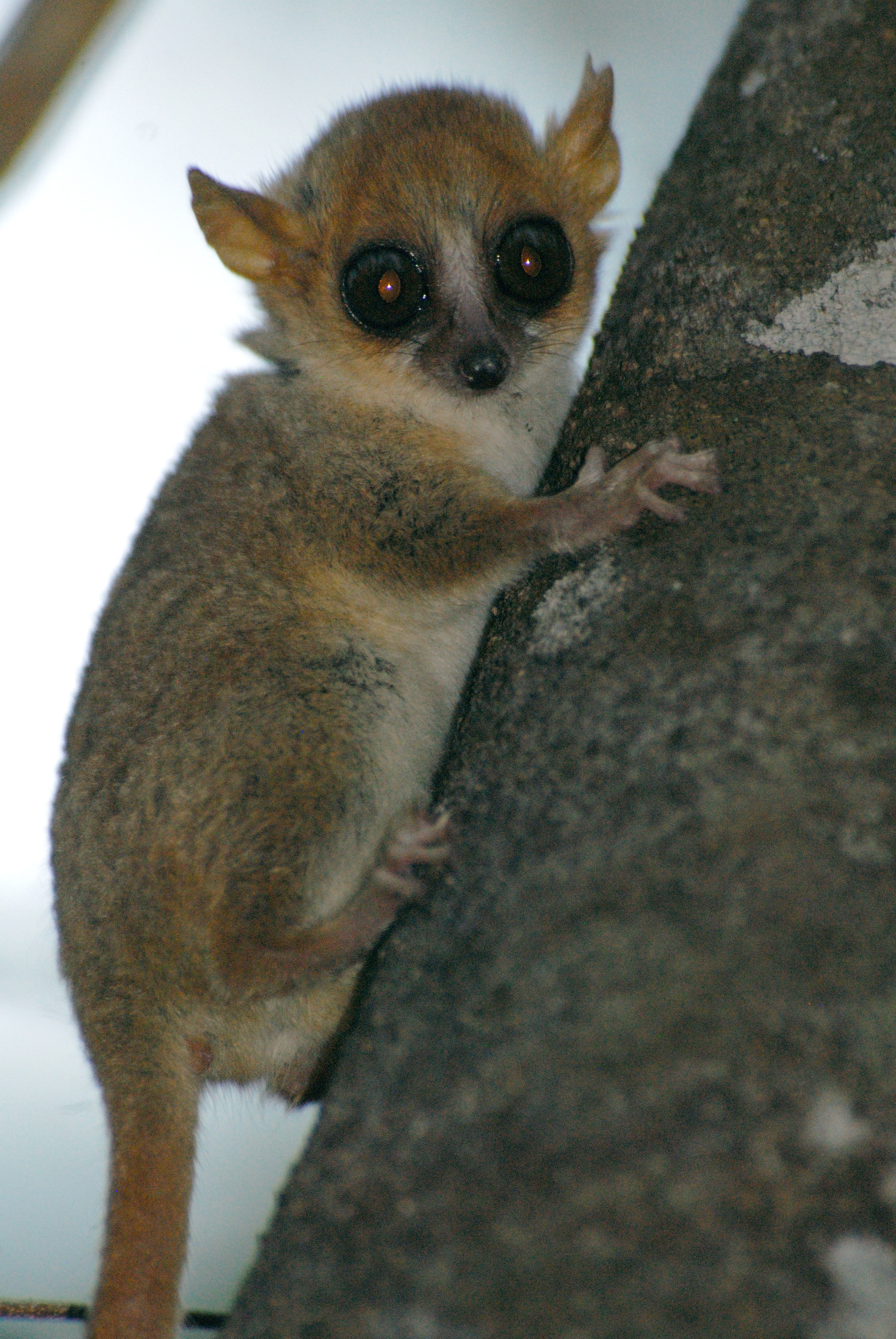 Madame Berthe’s Mouse Lemur (Microcebus berthae)