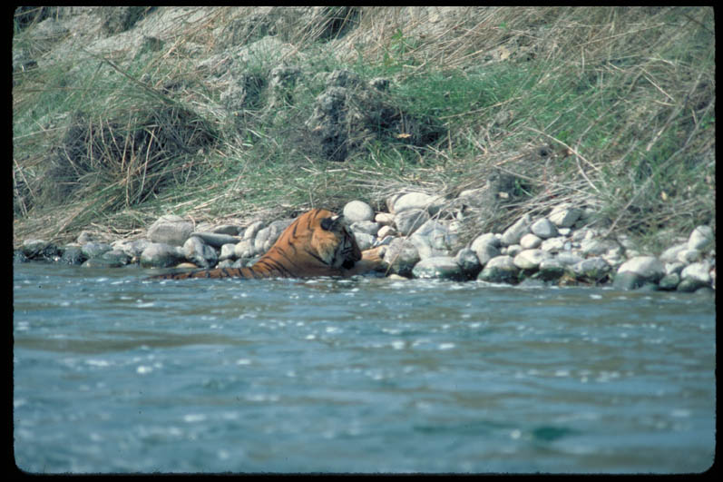 A tiger in the Manas Wildlife Sanctuary, India