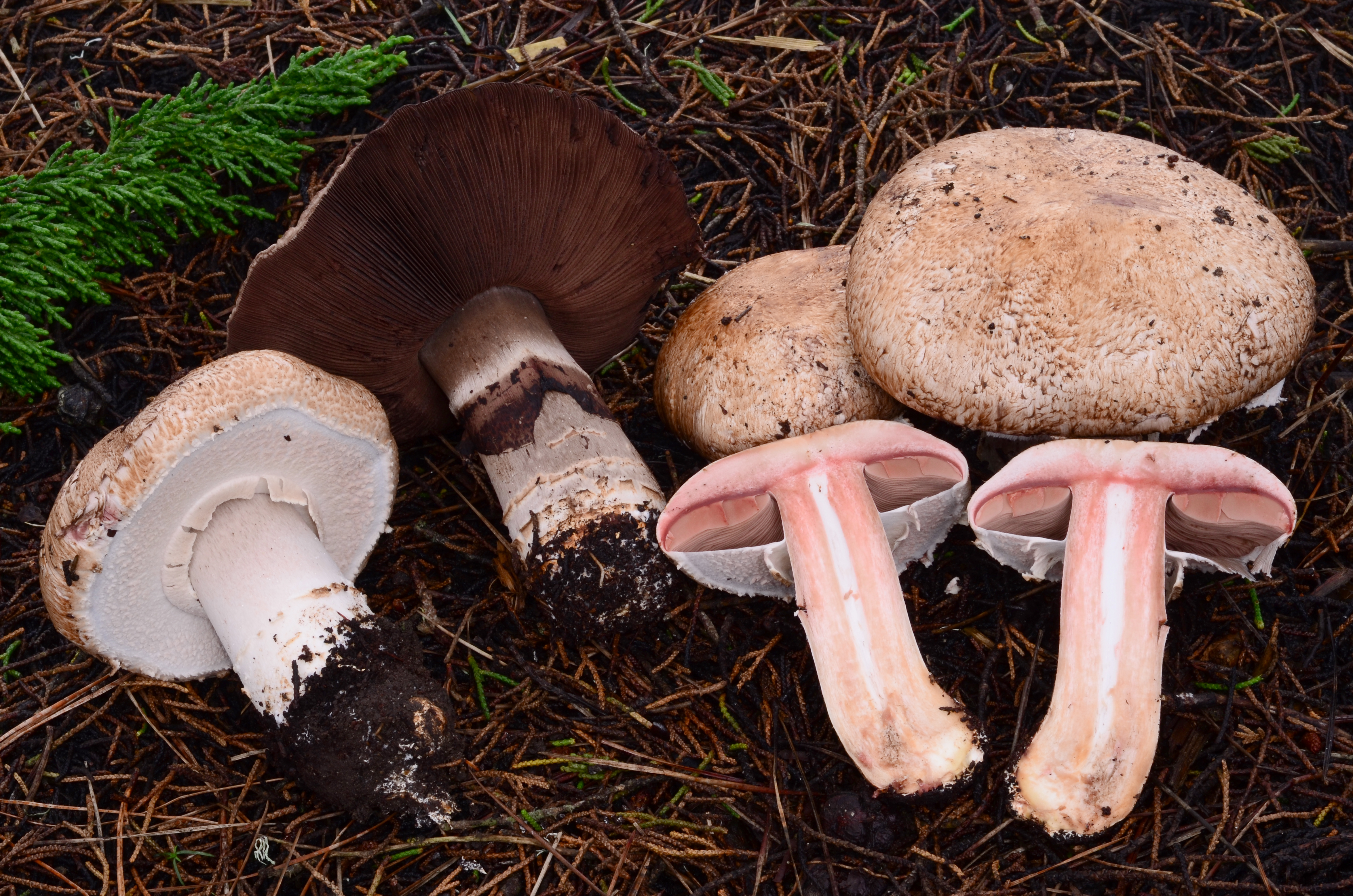 Agaricus patersonae